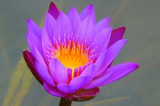 water-lily-1